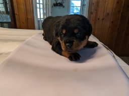 Stella 3